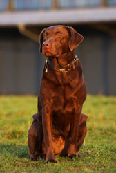 Hundebetreuung Friedrichshain 1